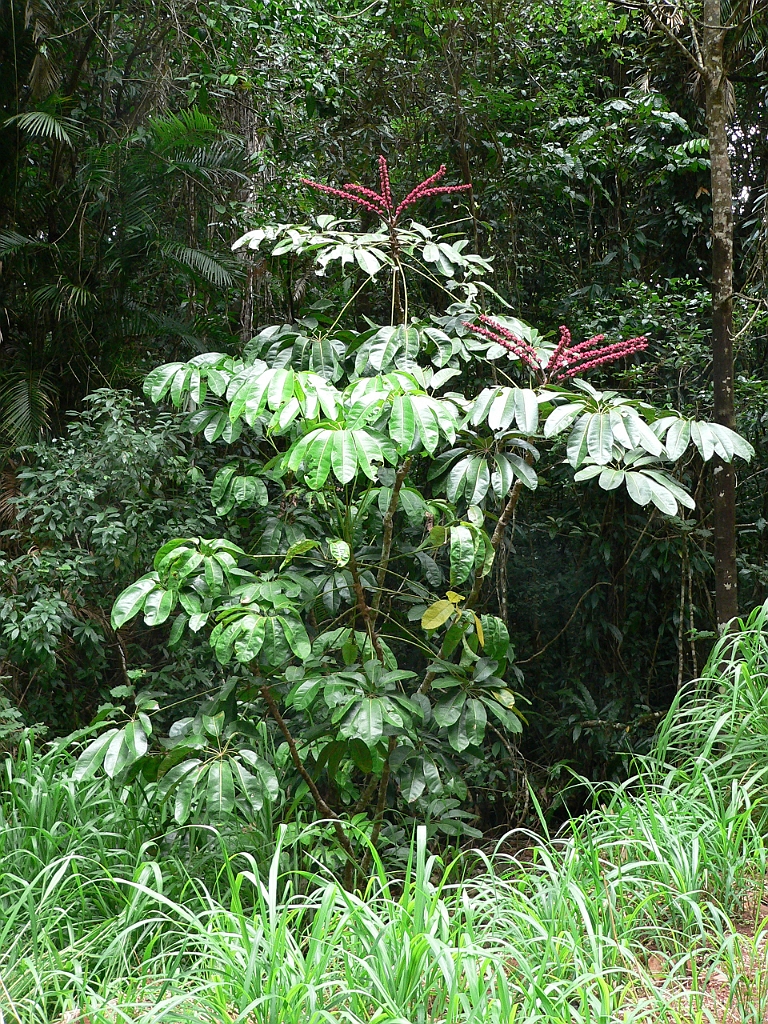 121 Wooroonooran.jpg